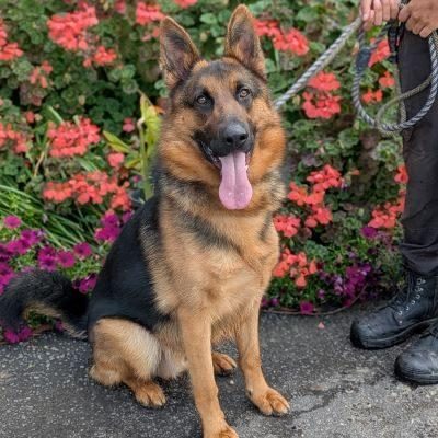 Sarge