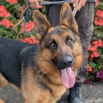 Sarge