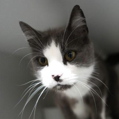 Norbert
