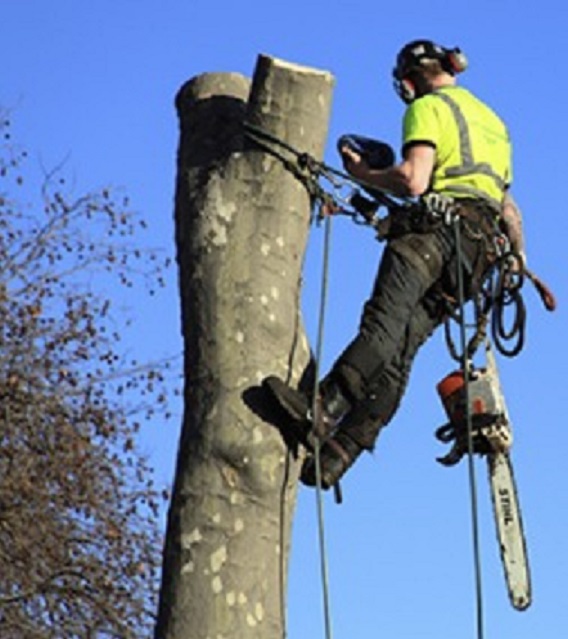 Tree Lopping Burpengary Trusted Tree Lopping Burpengary
