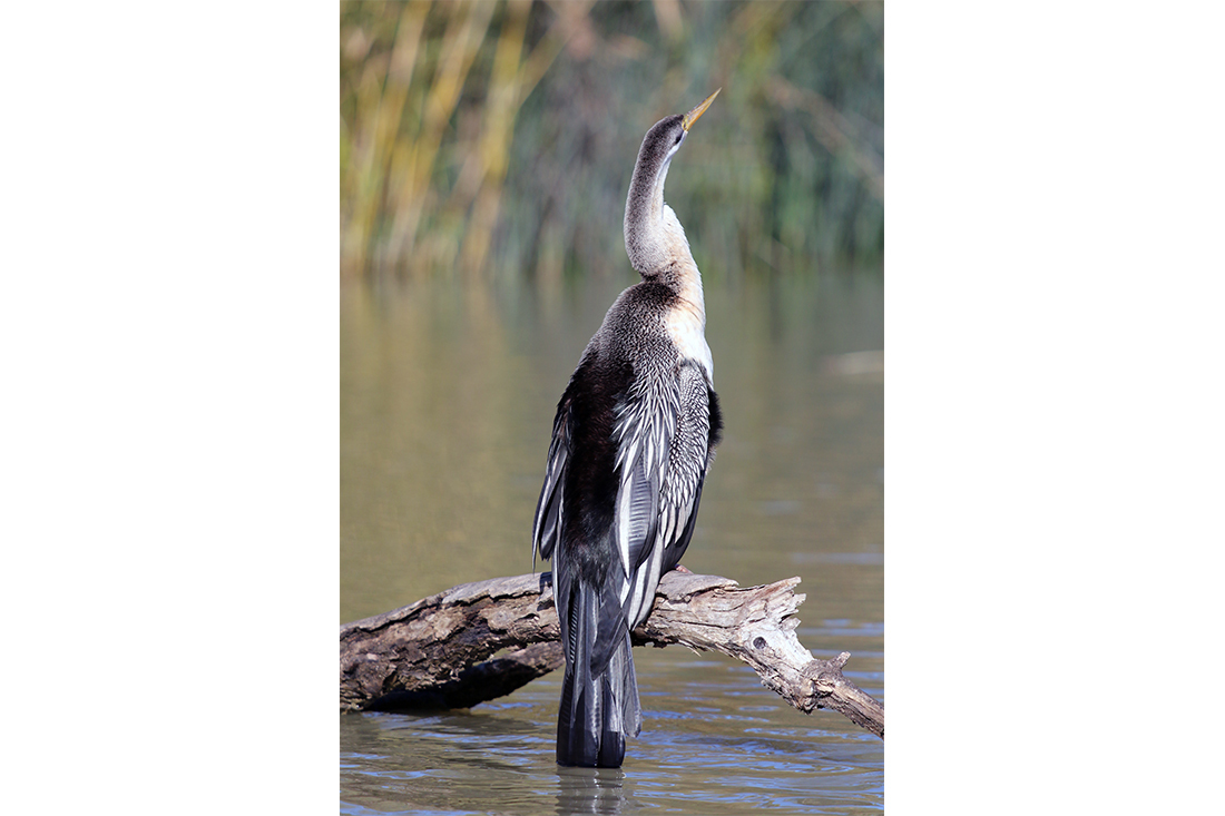 Darter Bird