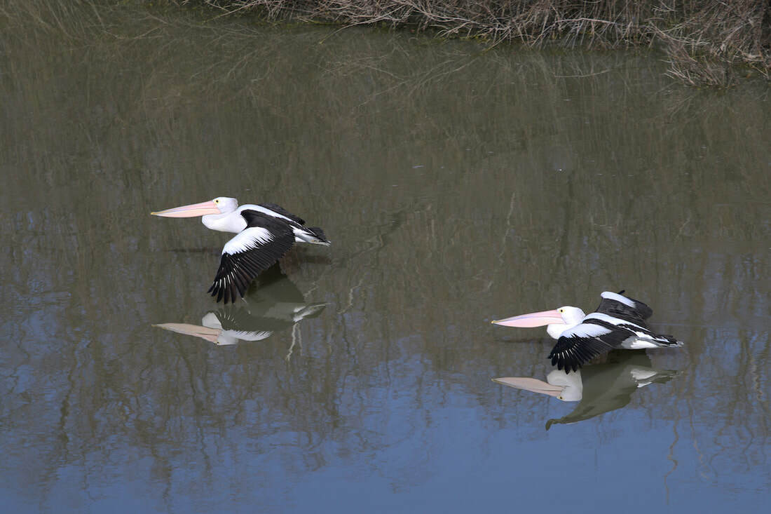 pelicans