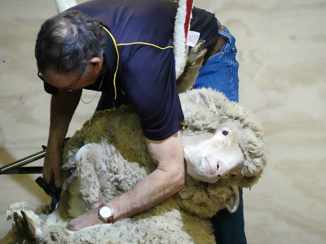 Sheep Shearing