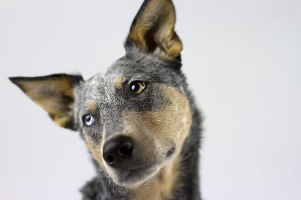 Urbanest student accomodation ultimate guide to Aussie slang meet Bluey an Australian blue heeler or cattle dog
