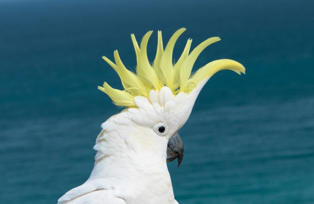 Urbanest student accomodation ultimate guide to Aussie slang hello cockie a native Australian Cockatoo