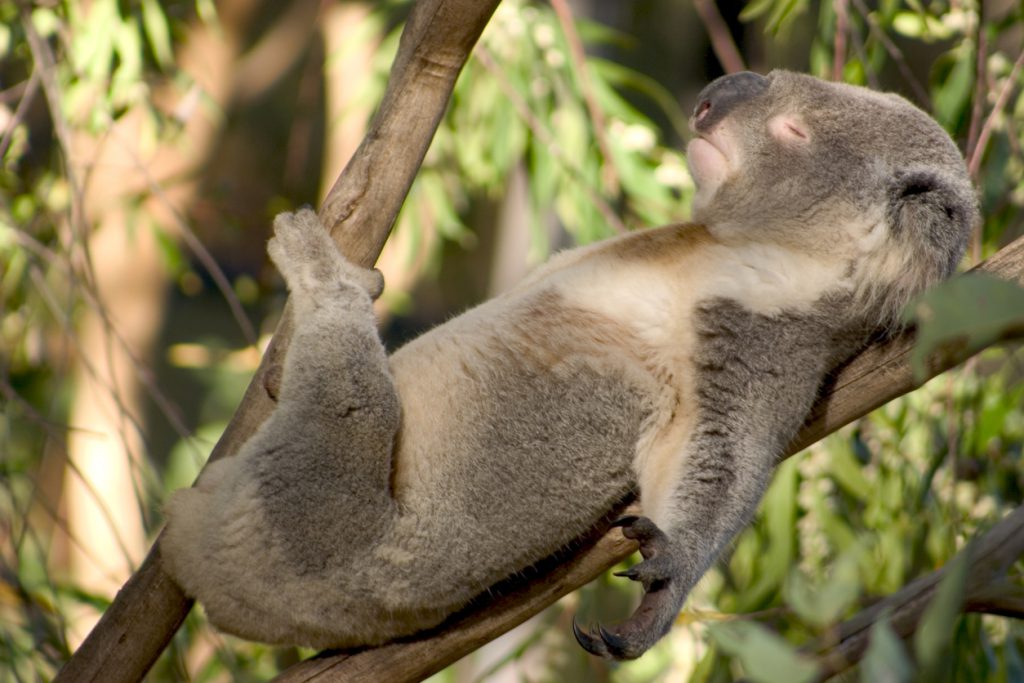 Urbanest student accommodation relax we got you covered with our ultimate guide to aussie slang