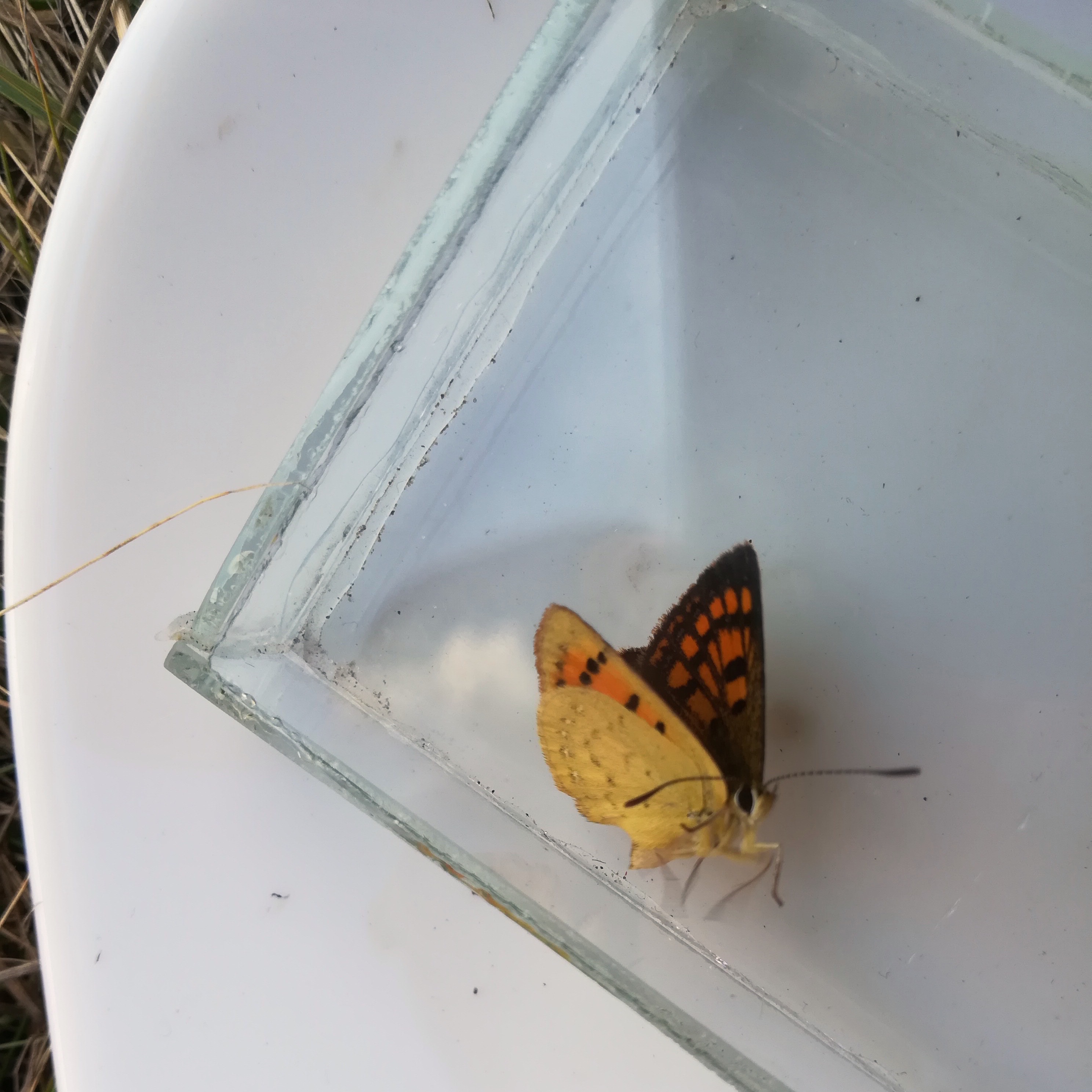 Scarborough Insect Plants & Animals, Scarborough Hill Reserve – Critter Club – Journal