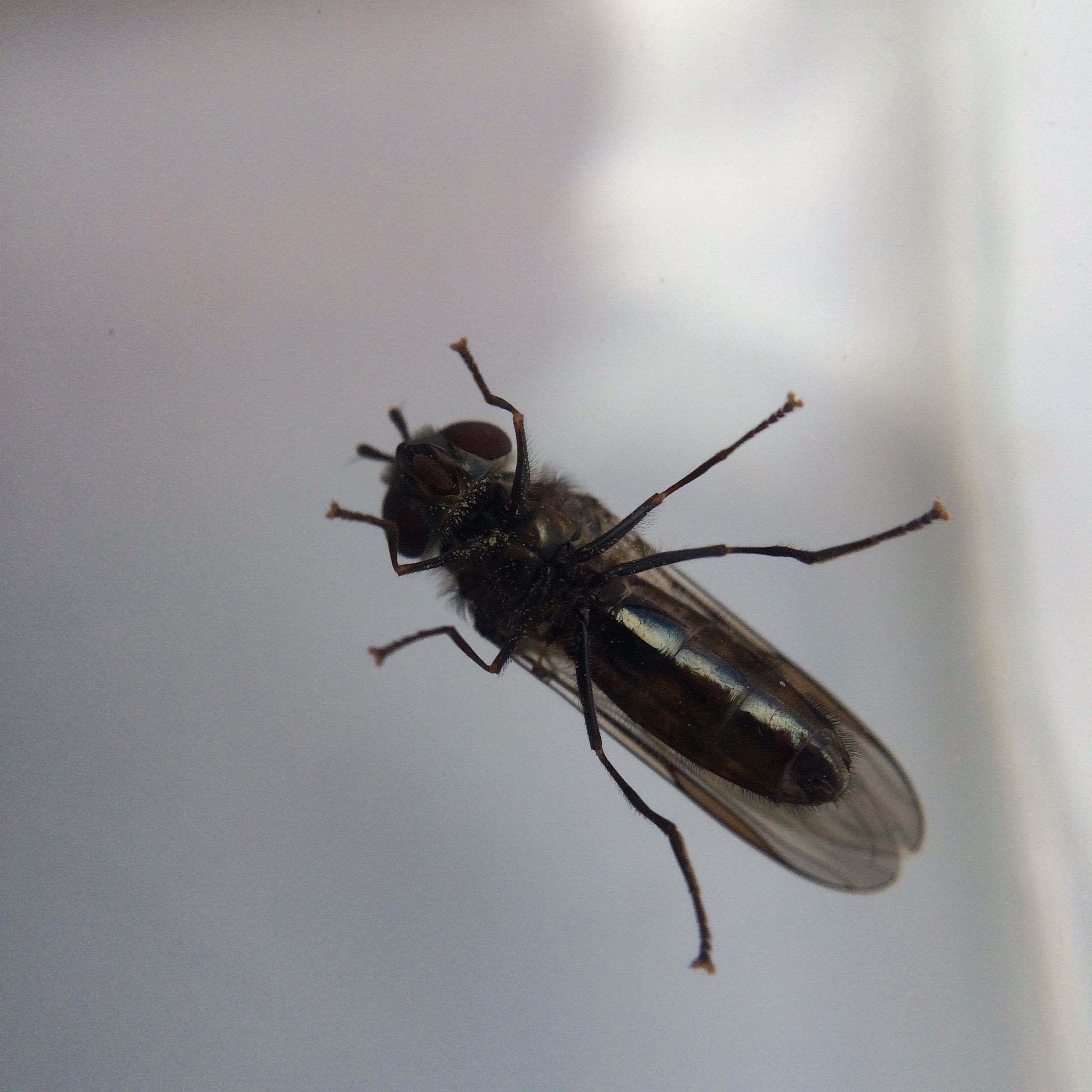 Toomba Fly Thomson Park Scenic Reserve, Trip #65 – Critter Club – Journal