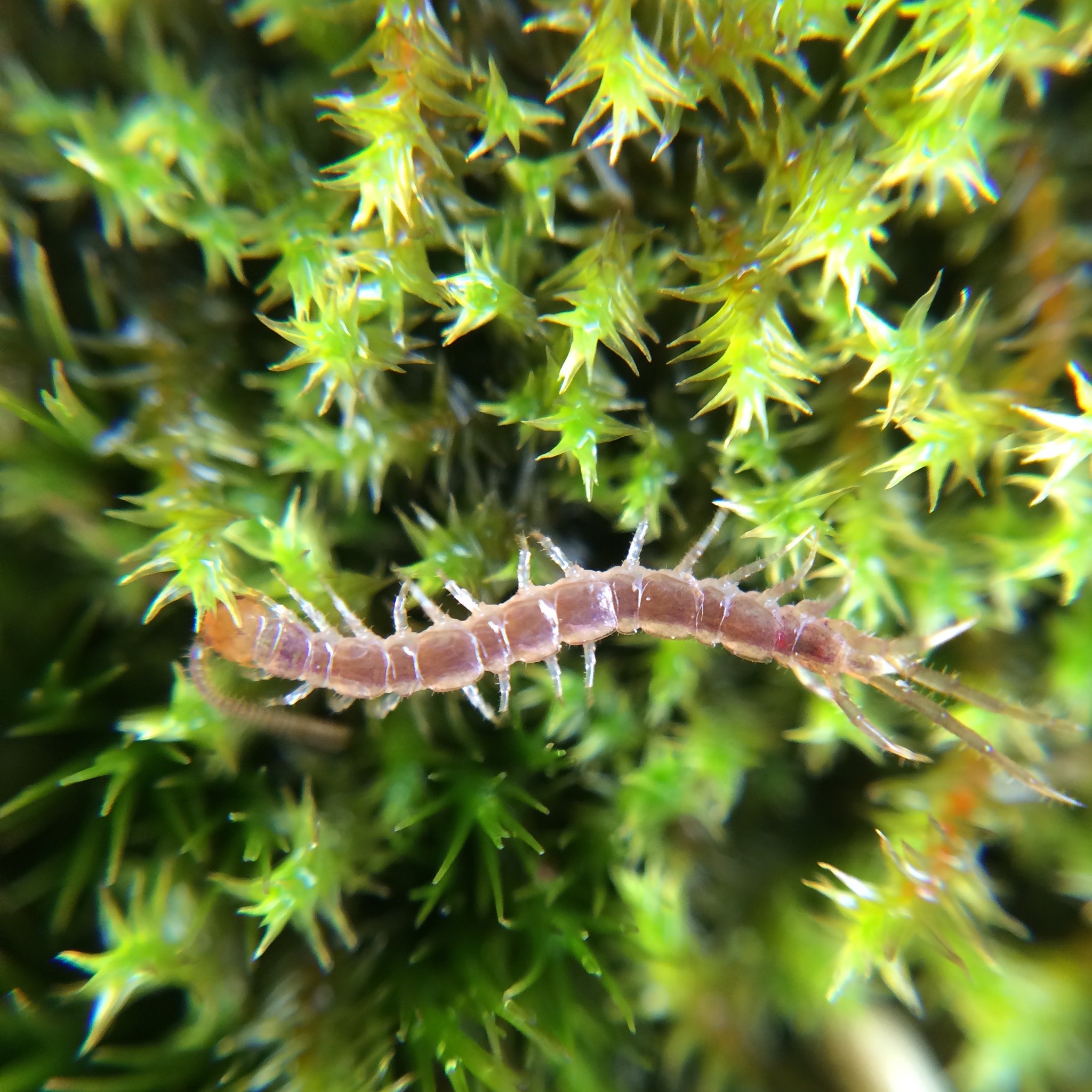 Scarborough Insect Scarborough Reserve Quarry, Trip #91 – Critter Club – Journal