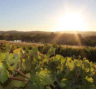 vine-wine-providore-home-page Vine Providore of Fine Wines