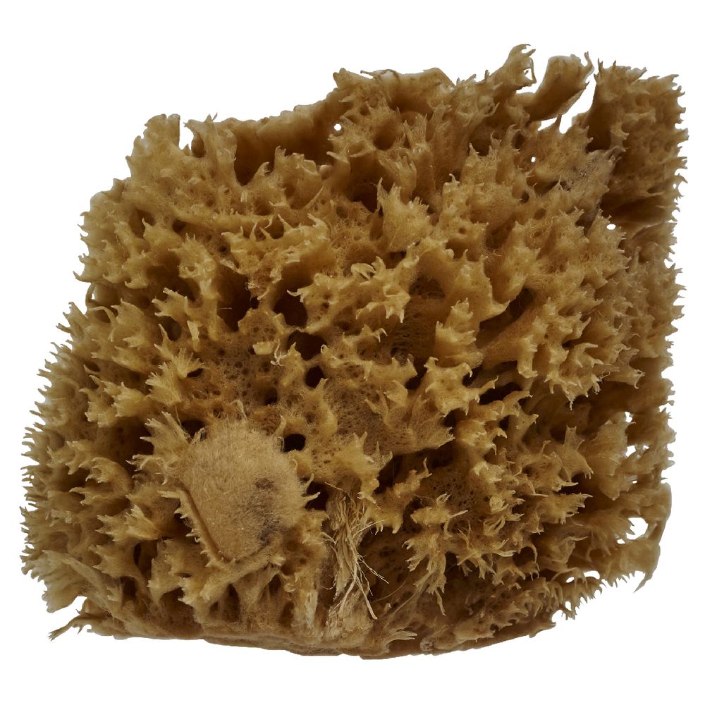 Royal & Langnickel Sea Wool Sponge | eBay