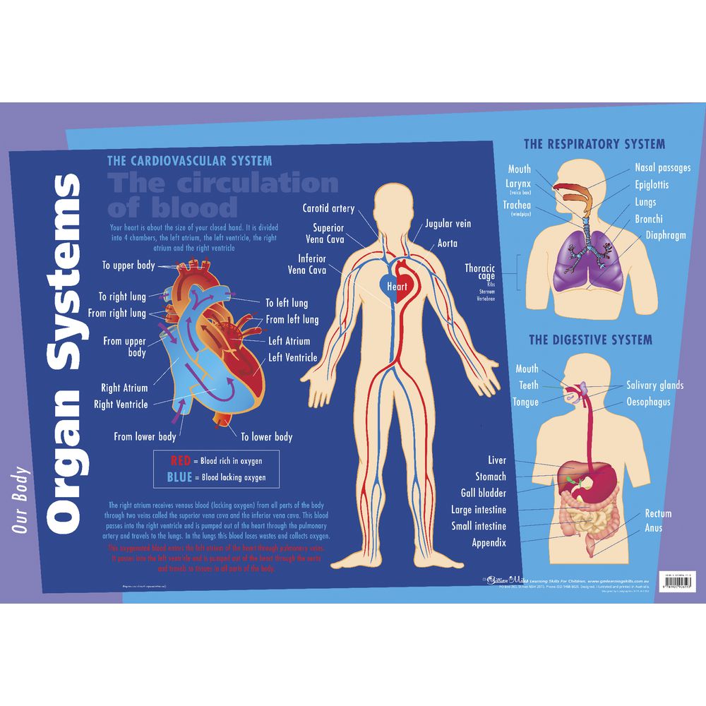 Gillian Miles Major Organs and Muscular Chart