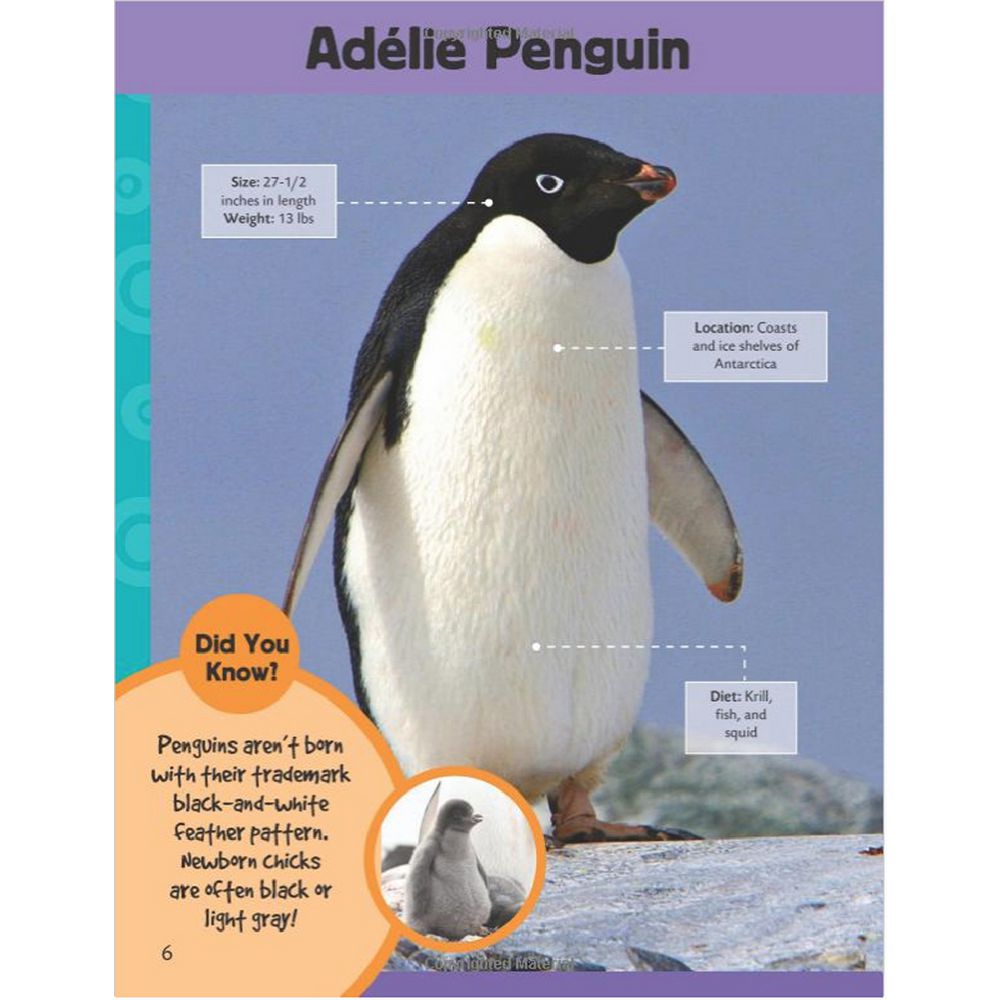 Walter Foster Jr Learn to Draw Book Polar Animals