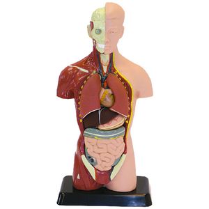Fandex Human Anatomy Model 27cm 8 Pieces