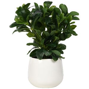 Otto Round White Glazed Pot with Plant