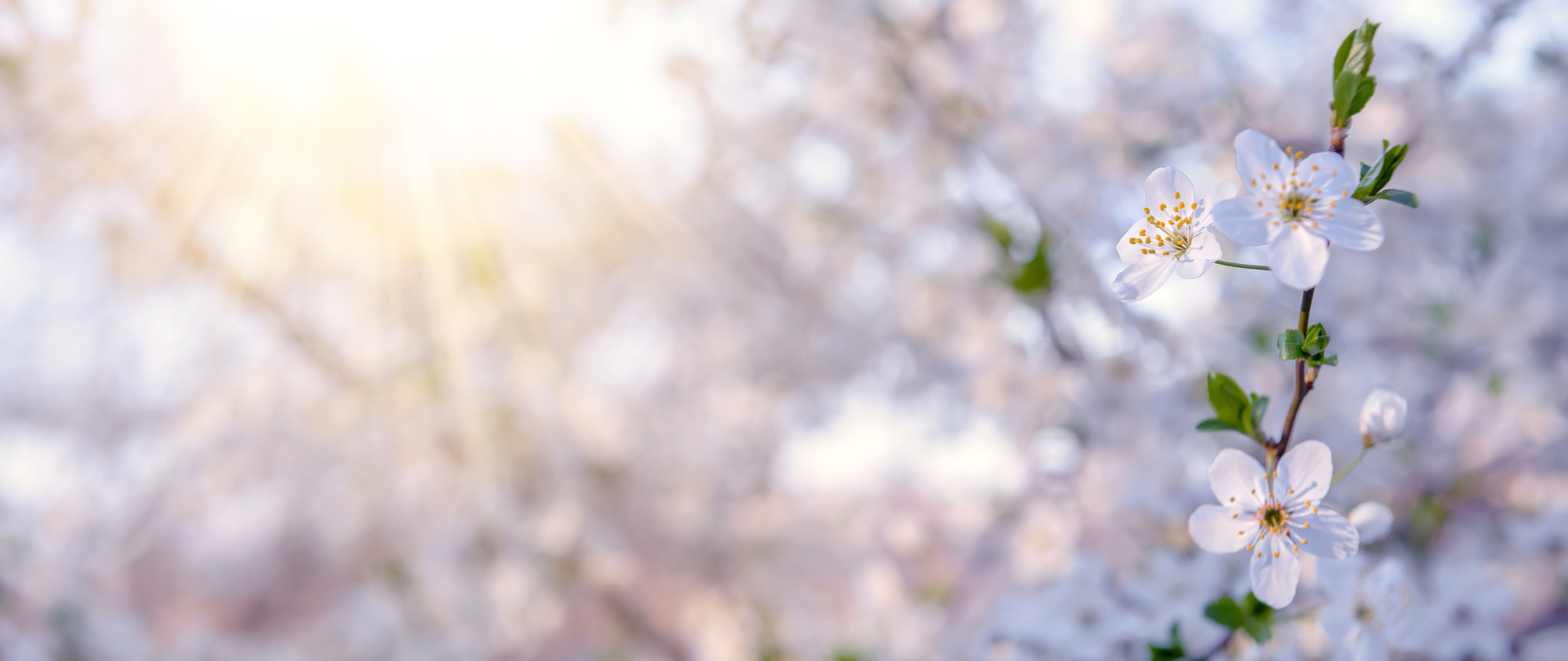 Breathe & Blossom: Spring Self-Care Series