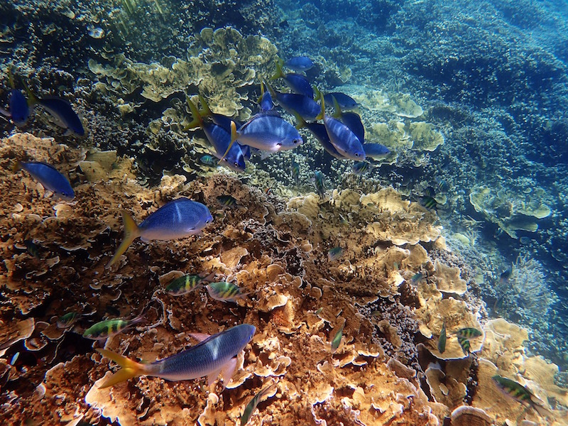 Fish swimming in the great barrier reef