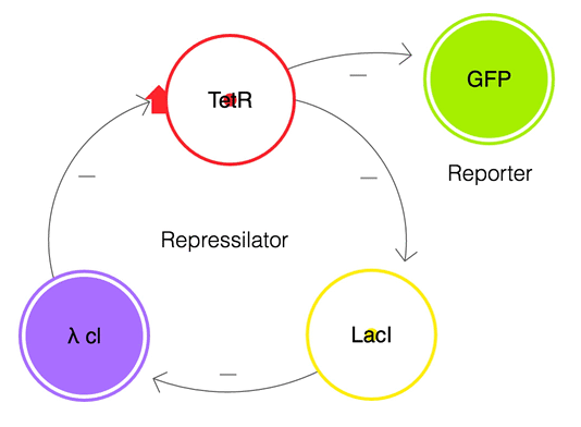 A diagram showing the mechanics of an e.coli repressilator