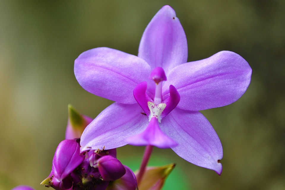 Photo of an orchid
