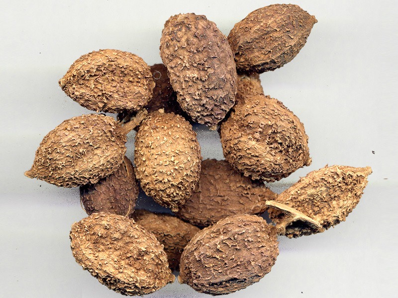 Sha Ren Chinese Medicine
