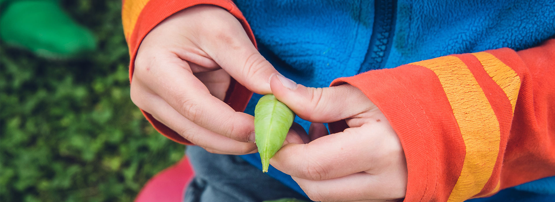 Two hands holding a green bean.