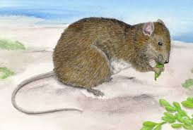 illustration of small rodent