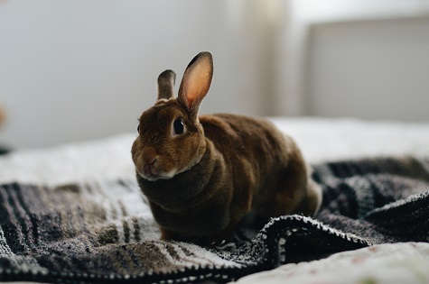 Brown rabbit on blanket on a bed