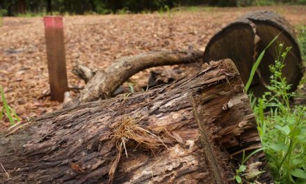 Climate crisis: deforestation at an all-time high