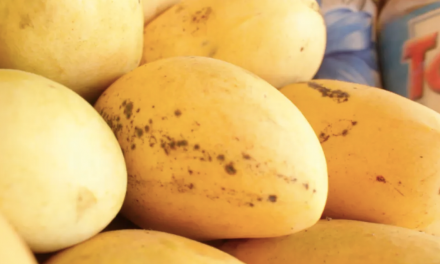 Forbidden fruit: the Palawan mango tempting tourists