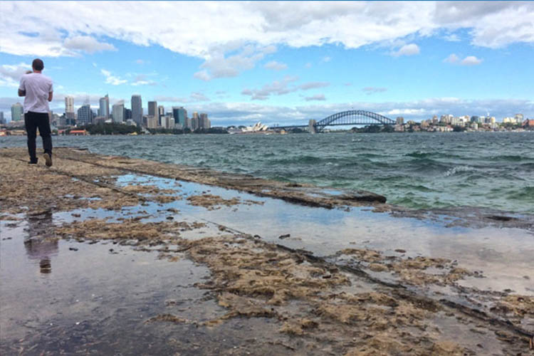 Bradleys Head to Chowder Bay