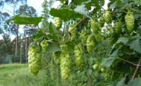 On_The_Hop_ _Ellerslie_Hop_Walk Ellerslie-hops