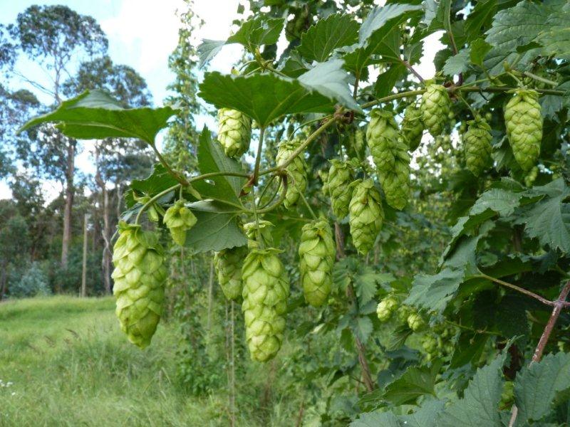 On_The_Hop_ _Ellerslie_Hop_Walk Ellerslie-hops