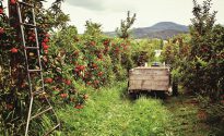 AusCider 2019 conference program announced Cider Australia