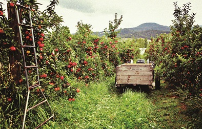 AusCider 2019 conference program announced Cider Australia