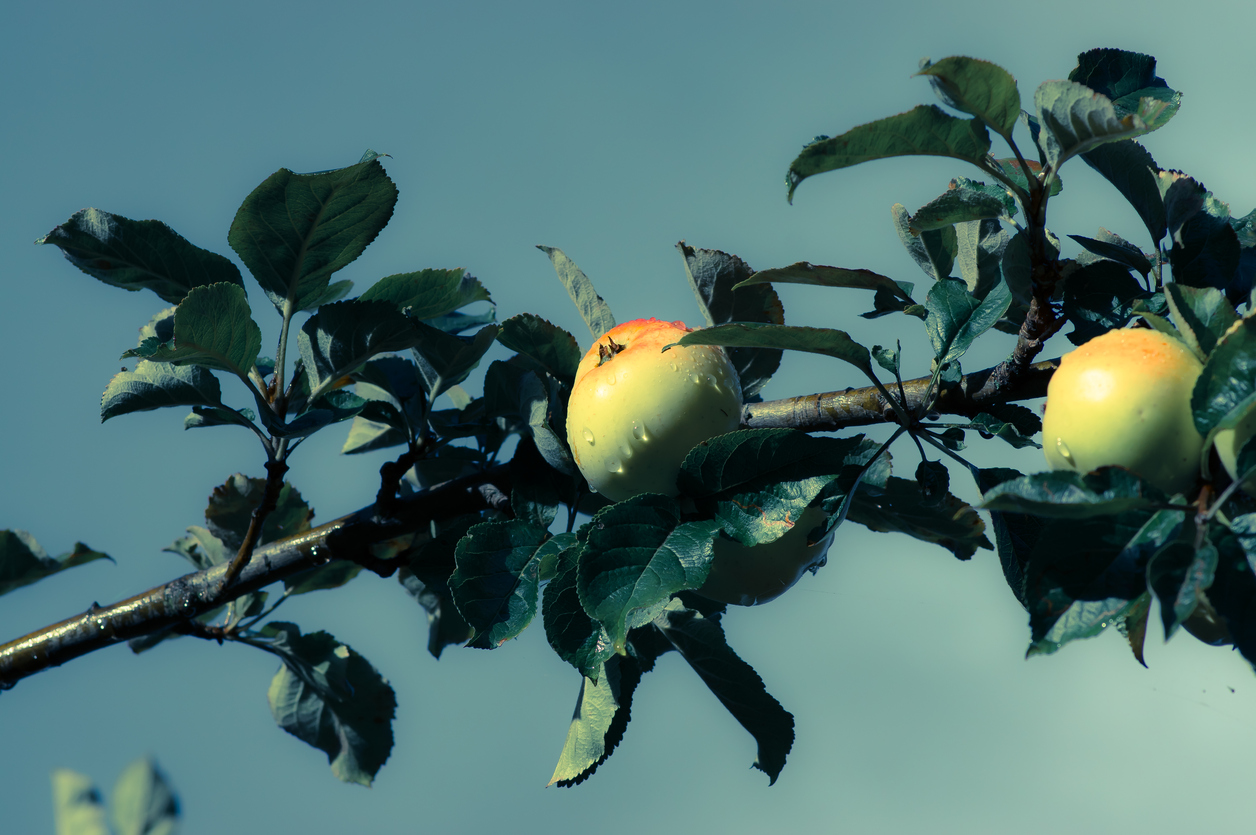 Cider Australia excited about export prospects Cider Australia