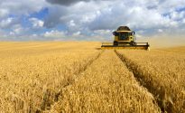 New accreditation for Australian barley Combine harvester cutting crops in barley field during harvest under dramatic cloudy sky