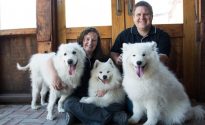 Smiling Samoyed triumphs in Adelaide Smiling Samoyed