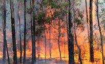 Helping breweries through the bushfires Bushfire in Sydney area, NSW Australia,