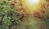 New President for Cider Australia 1151887814