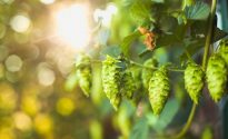 Fresh hop Kiwi beers hit supermarket shelves 166112692