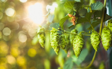 Fresh hop Kiwi beers hit supermarket shelves 166112692