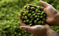 Hop Products Australia’s 2021 crop report HPA 3 crop