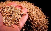 Cryer Malt’s plan to better serve breweries 172956349