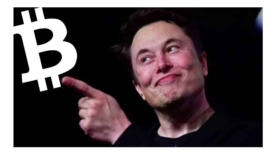 Elon Musk Teases The Btc Community Not My Safe Word News