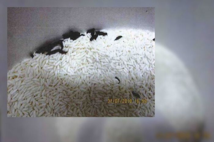 Rodents In Rice Canberra restaurant fined over rat droppings in rice - hospitality ...