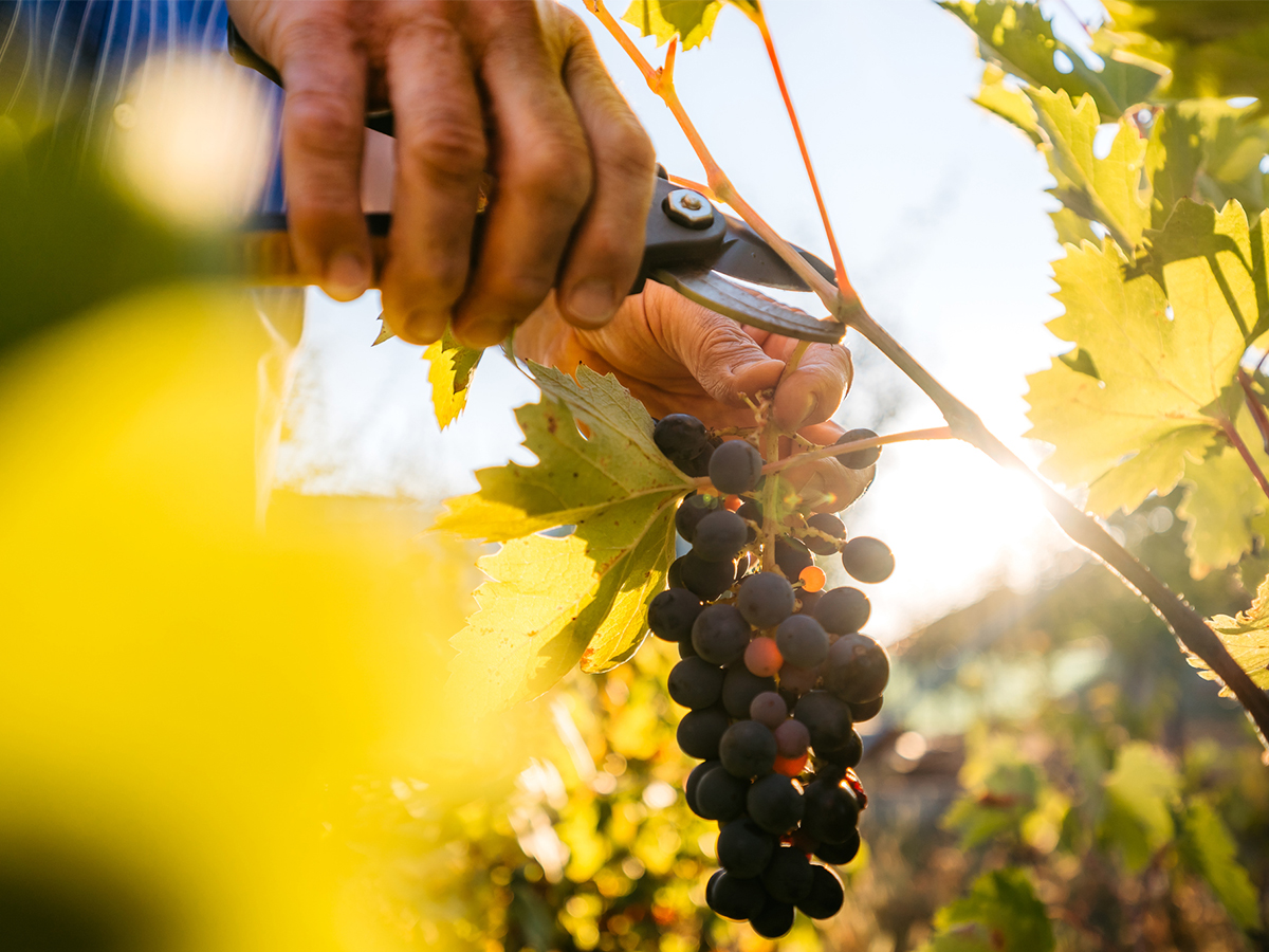 Organic Wine Week 2020 Is NZ organic wine still gaining momentum