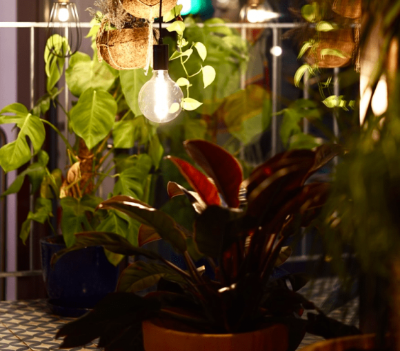 10 Benefits of Having Plants in the House