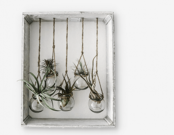 10 Benefits of Having Plants in the House