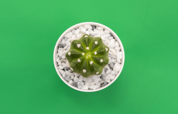 10 Benefits of Having Plants in the House