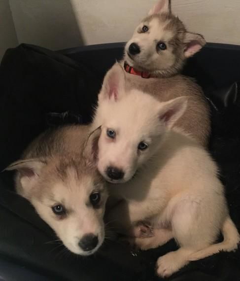 3 Siberian Huskies Puppies For Sale